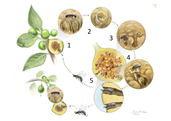 Ficus carica pollination and the significance of fig wasps vis-à-vis pollination of the different species of fig trees worldwide